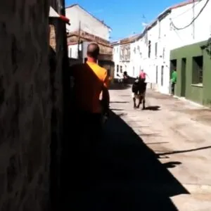 Huertas de Ánimas 2013, bajada vaquillas