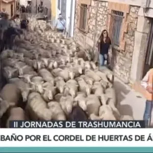Trashumancia con raíces: un pastor recorre su pueblo con 1.700 ovejas (2025)