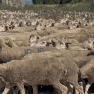 Fiesta de la Trashumancia 2025, ovejas pasando por el descansadero del Resbaladero